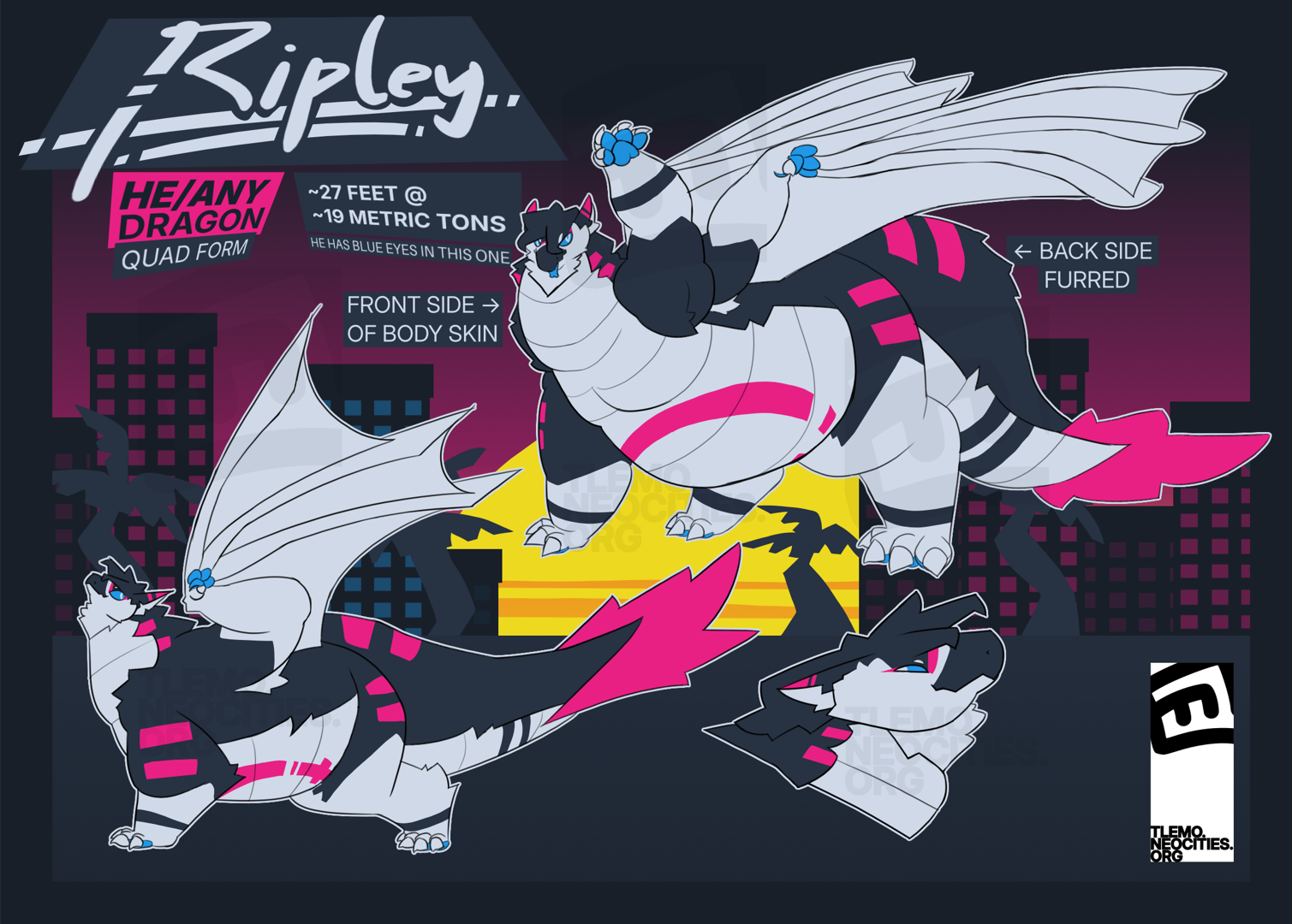 Reference sheet for Ripley, a furred dragon, on all fours.