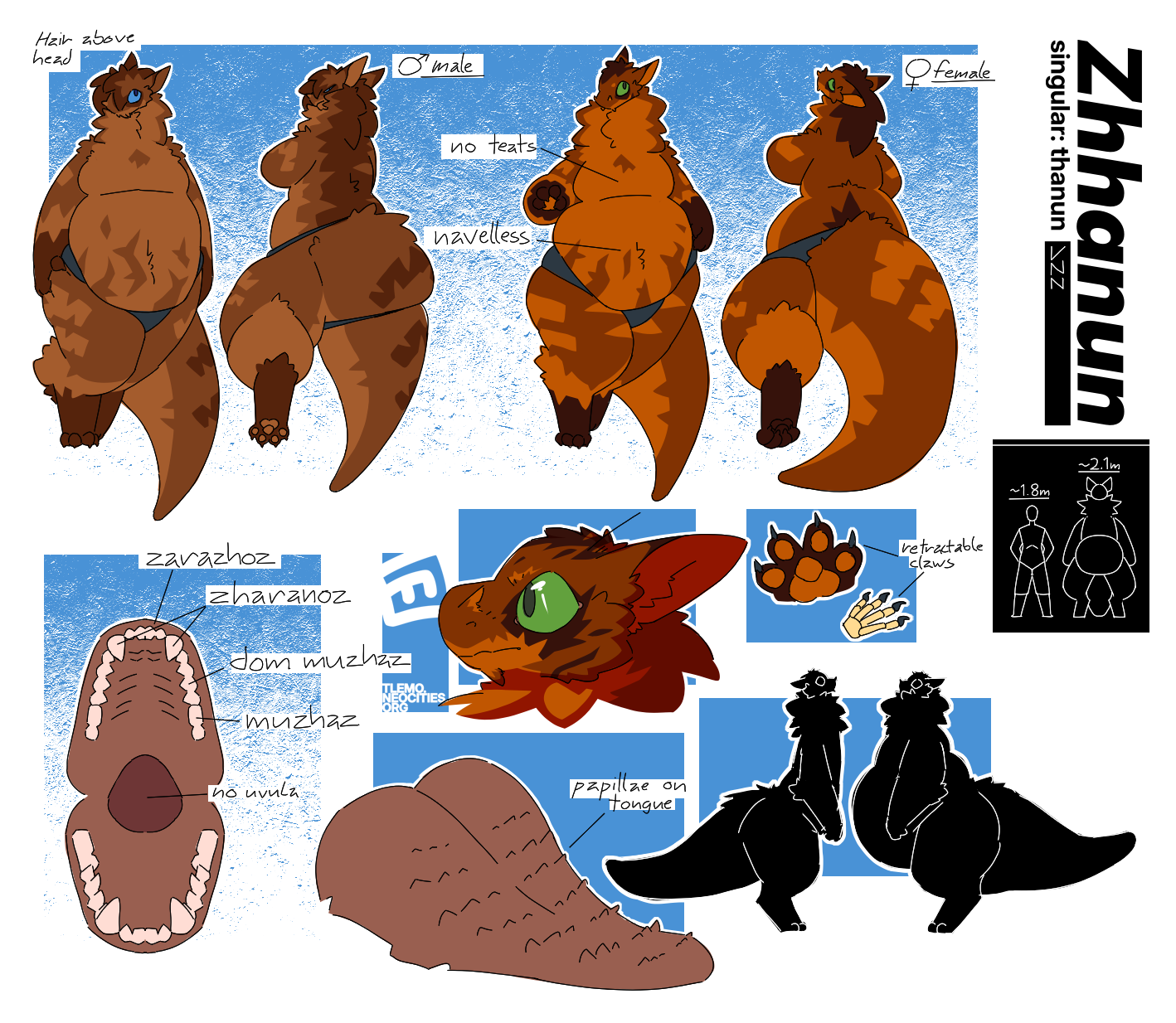 Reference sheet for zhhanun, a species of furry aliens. Top section shows the male and female variants of the species-- former having longer top hair, latter having a smaller upper torso and a softer body. Also included is a more detailed female face, a view of the paw and it's skeletal structure, a labeled map of the maw and teeth, a tongue with visible papillae for grooming, a comparison of slim and fat thanun bodies, and a height comparison between an average human and thanun.