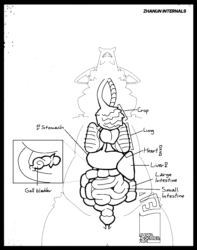 Diagram of a Thanun's innards, showing the GI tract and respiratory system. This diagram illustrates, strikingly, the presence of a crop under the throat.